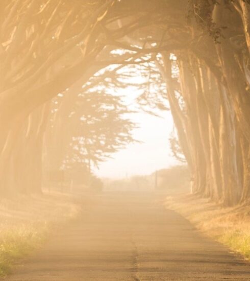 path-light-trees-sun